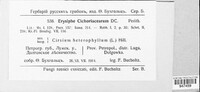 Golovinomyces cichoracearum image